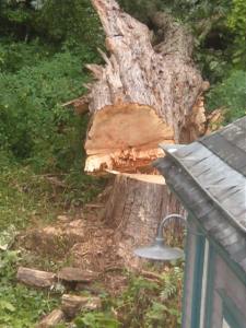Very large Silver Maple too close to house for safety being removed just prior to 'Irene'